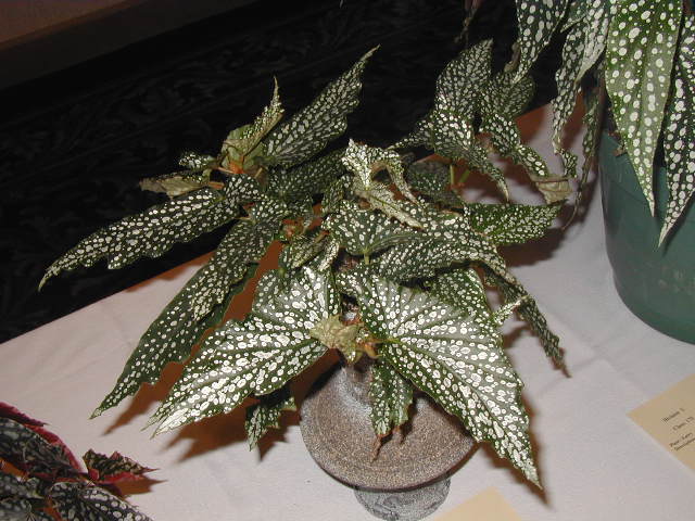 B. ‘Glacier Ice’